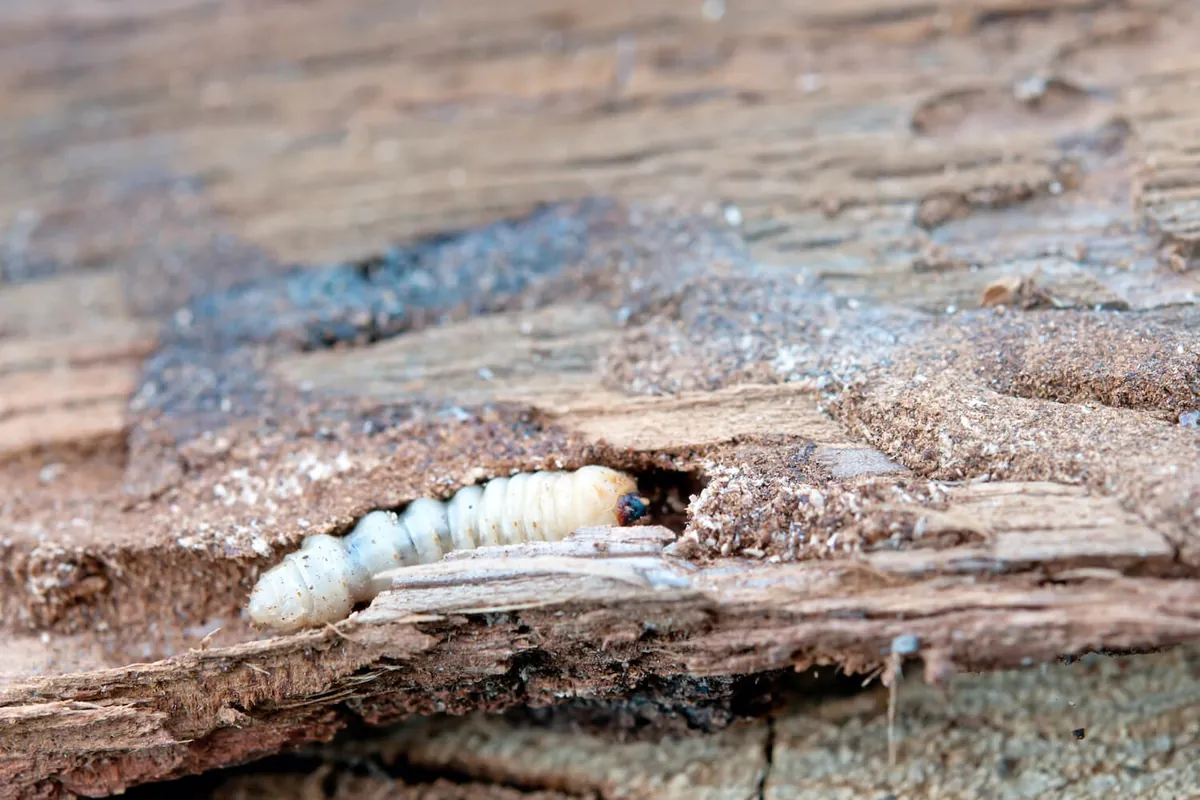 Fachgerechte Behandlung gegen Holzwurm in Heilbronn