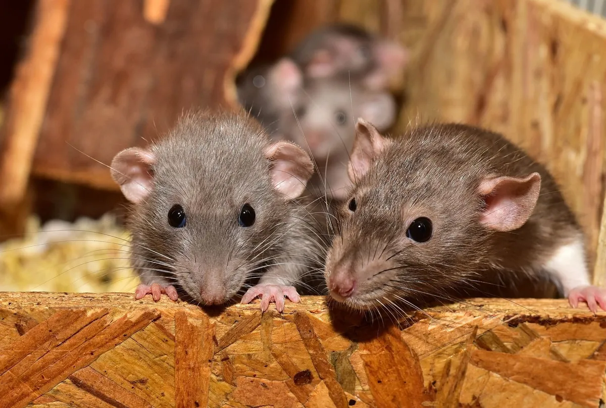 Fachgerechte Behandlung gegen Ratten & Mäuse in Heilbronn