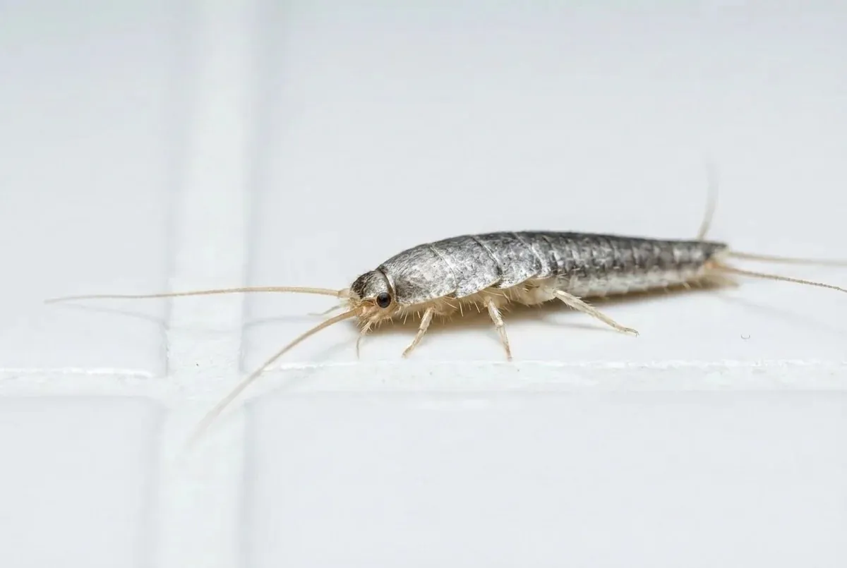 Silberfische